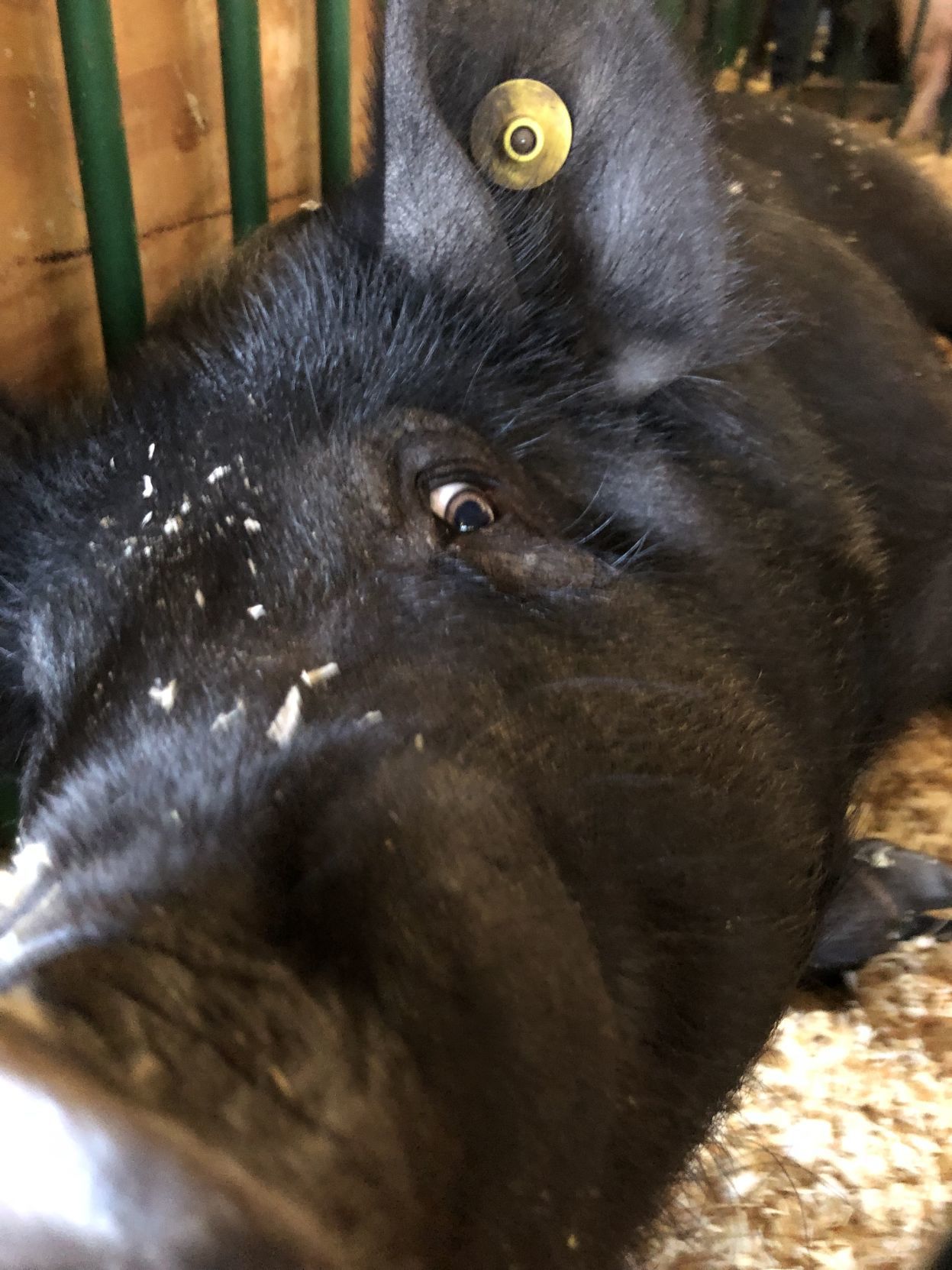 Alex Santi - My 4th Pig at the Fair.jpg
